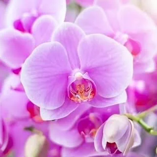 گلفروشی ارکیده