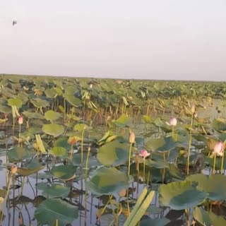کالای برق علیزاده