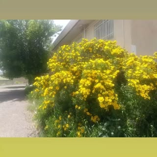 آقایِ بهداشتــ |بهورز ?| انگیزشی?|روزمرگی...