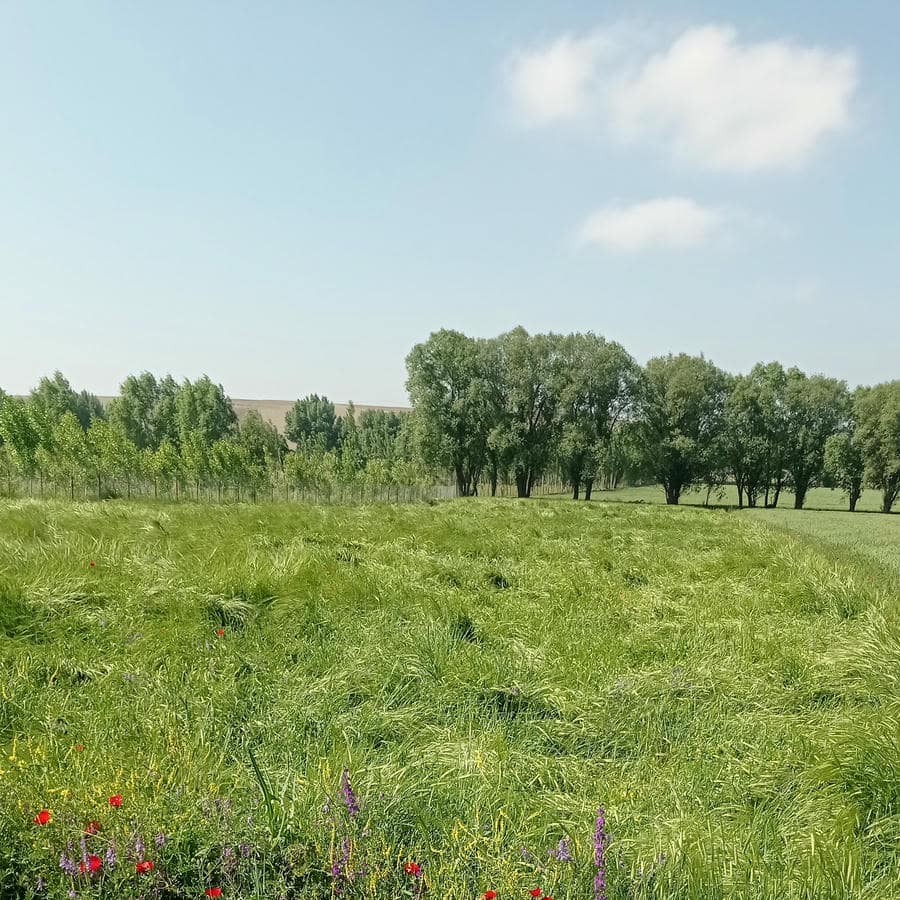 کلینیک تزئینات ساختمانی اویم شاهانه