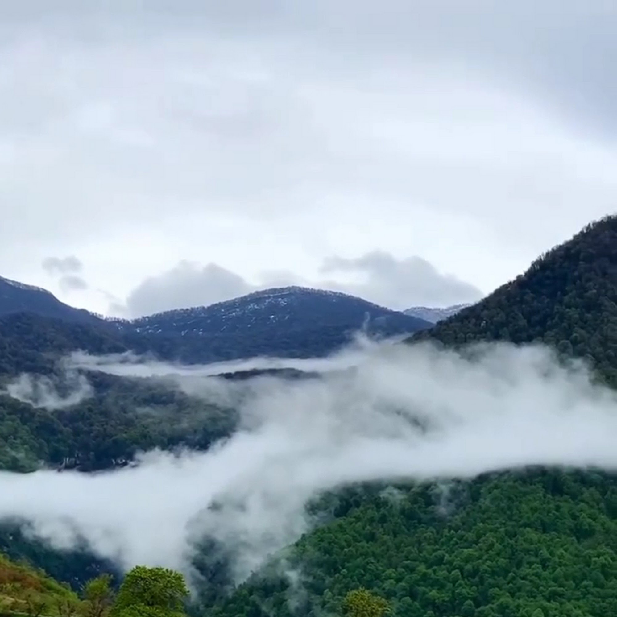 احسان حبیبی