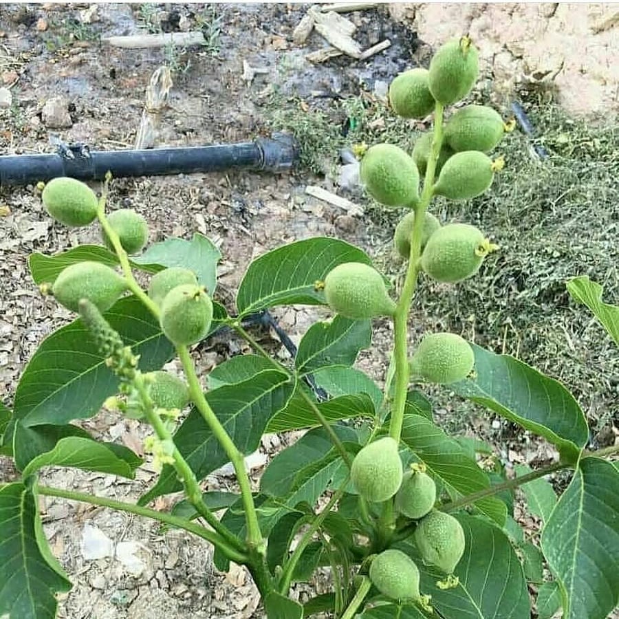 کارخانه گندله سازی اسدآباد -شرکت توسعه معدنی و صنعتی صبانور