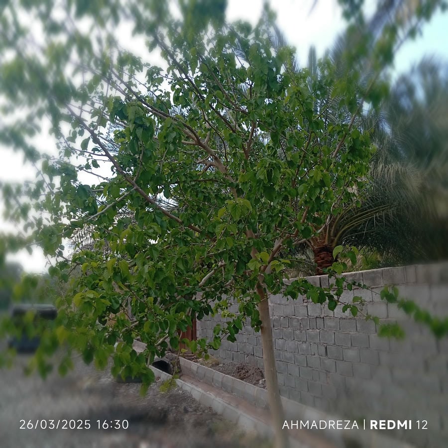 دفتر فنی مهندسی و طراحی ابنیه دکورا
