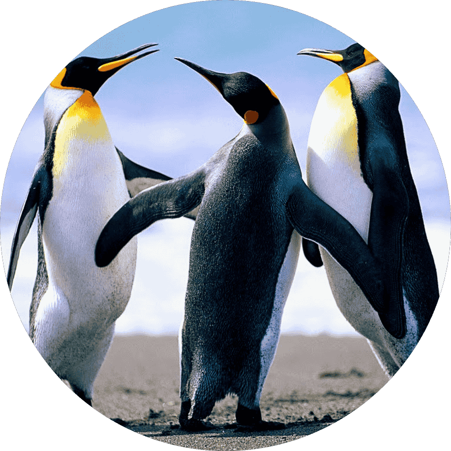 دلخواه سازه