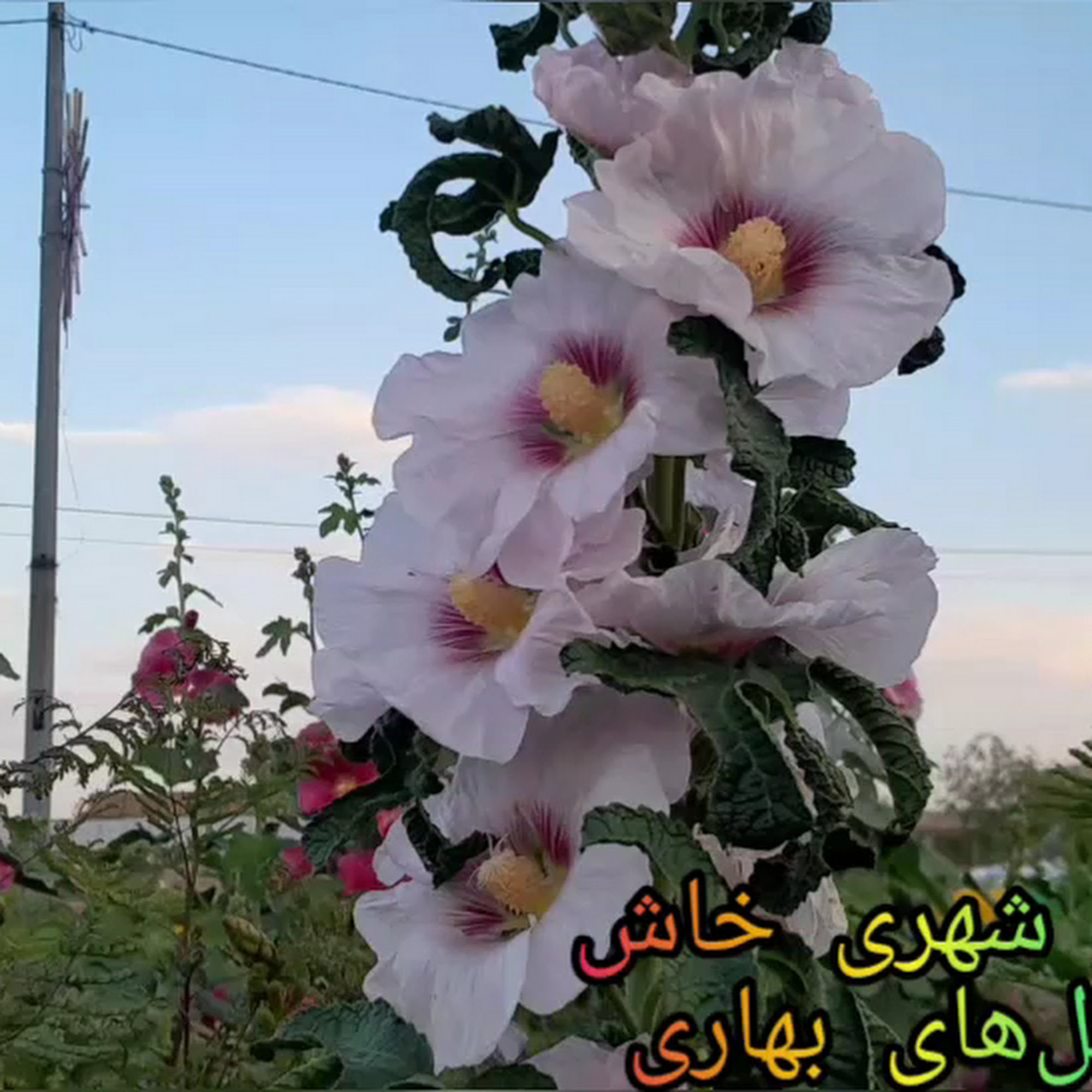 سیستان وبلوچستان خاش