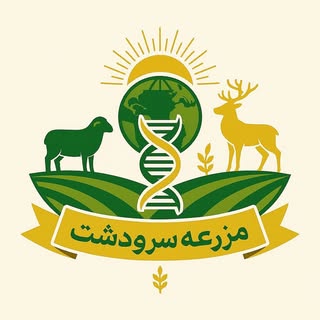 مزرعه سرودشت | اصلاح نژاد دام