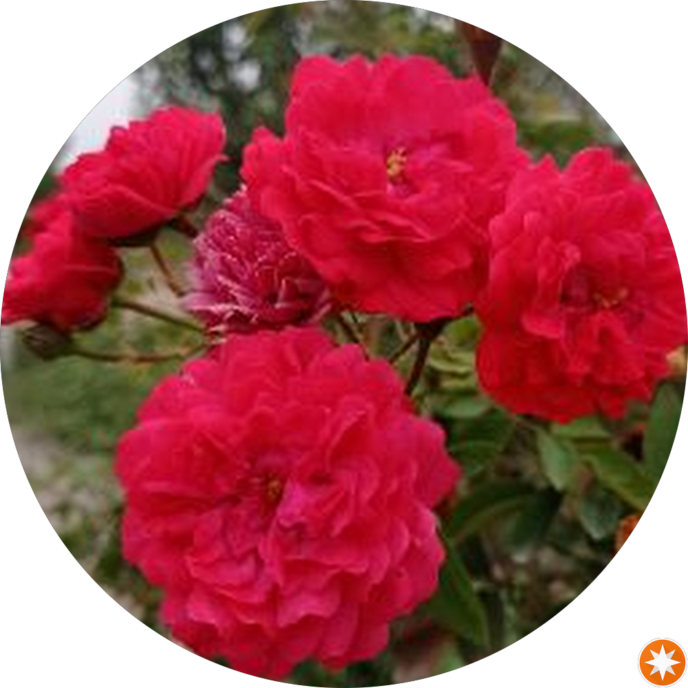 هنرستان فنی حرفه ای ( امام خمینی)