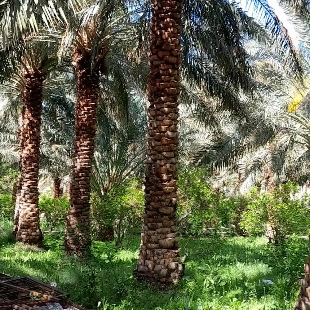 بم خودرو