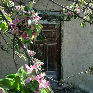 بهزیستی جوانه فریباگوهررستمی?