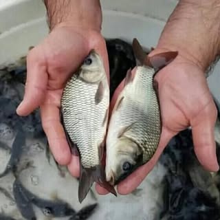?مرکز فروش بچه ماهی گرمابی مستقیم از تولید کننده ?