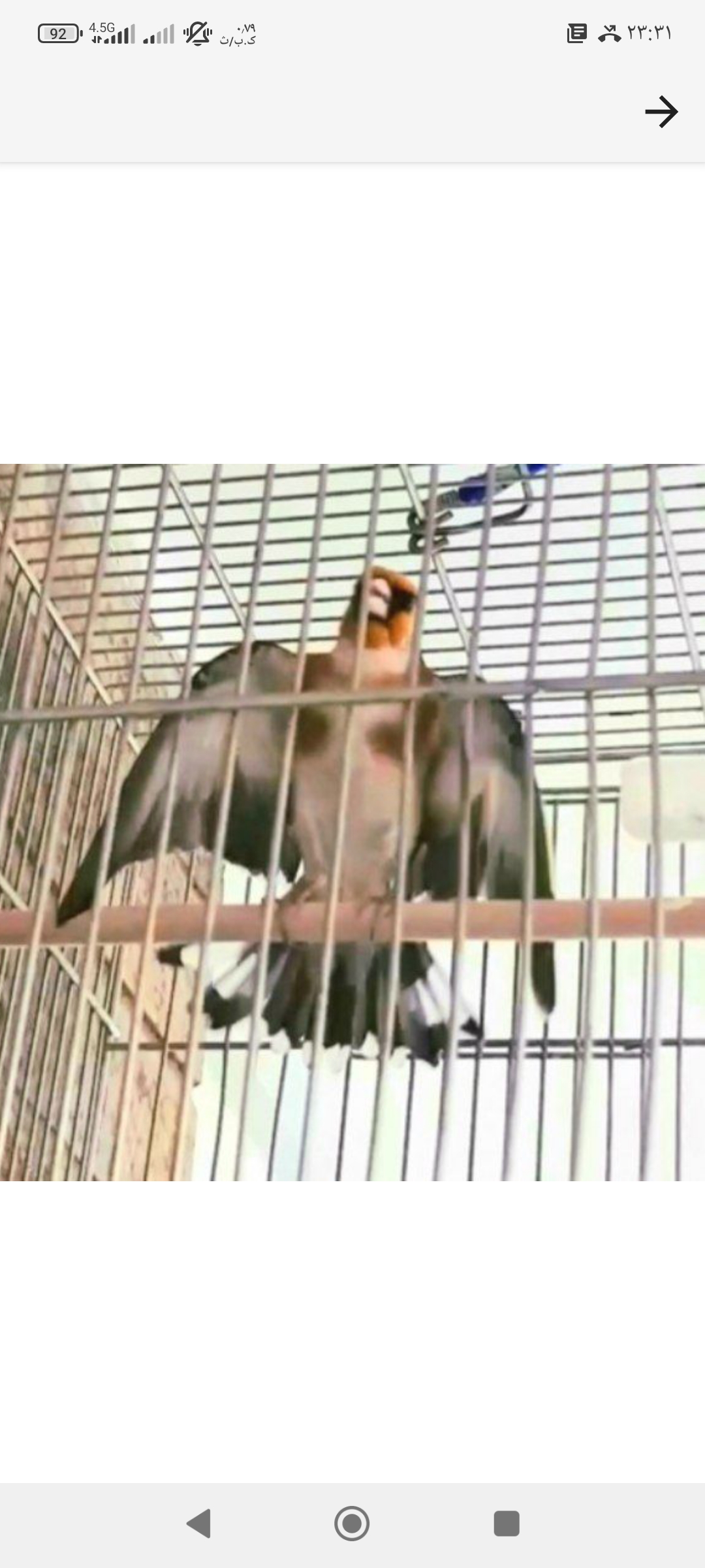 درمان بیماری و دارو پرندگان زینتی و قفسی نیکزاد