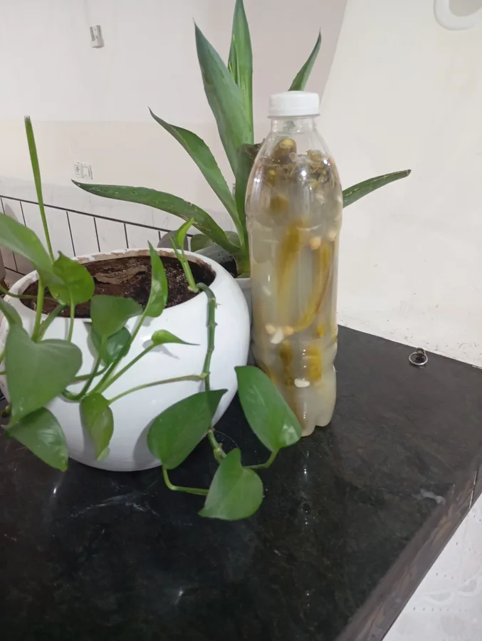 محصولات خانگی خیار شور