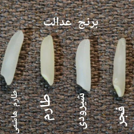 برنج فروشی موسوی