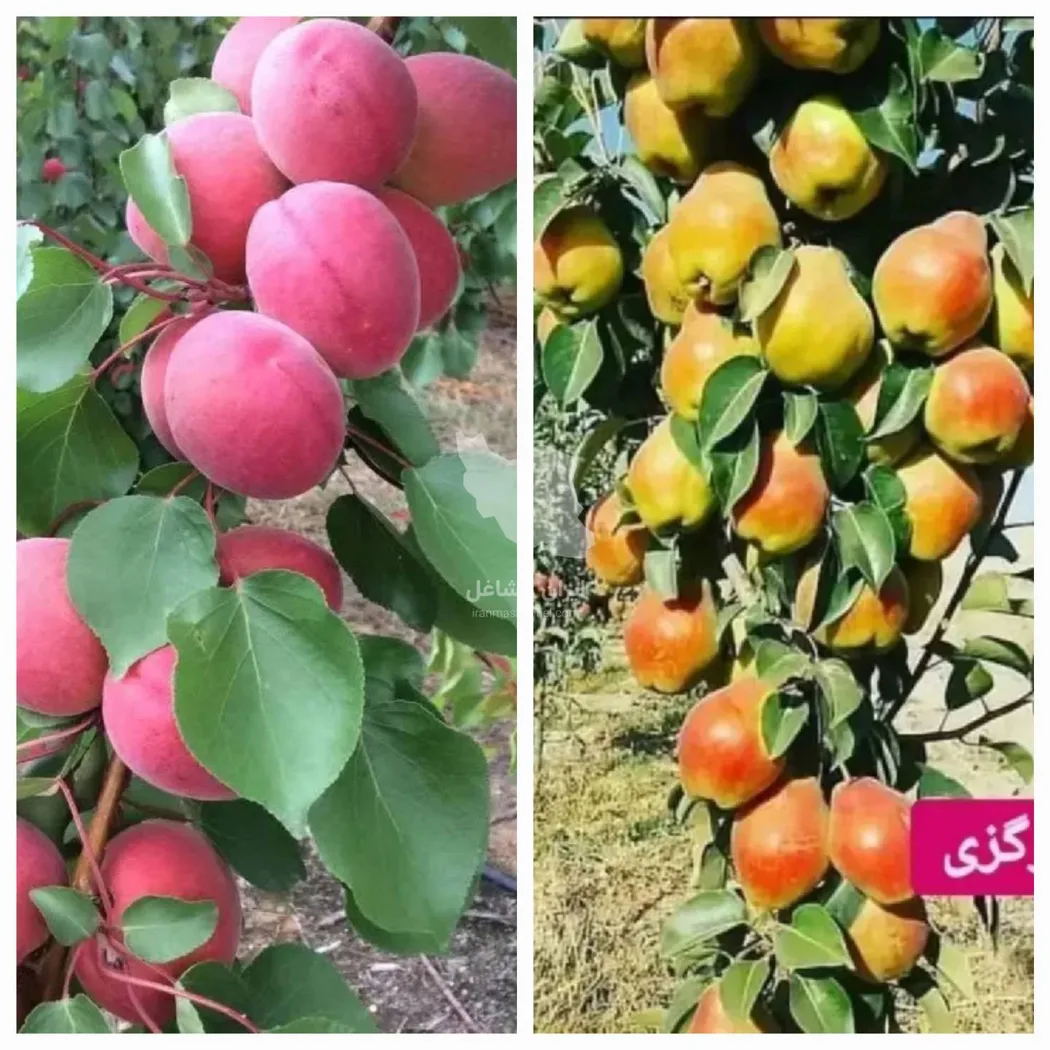 فروش عمده و خرده نهال سهند نهال یک مهندس محمدوش در میاندوآب
