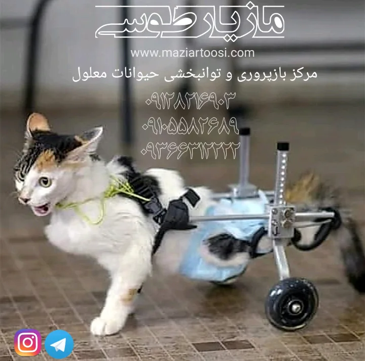 موسسه امداد حیوانات مهربان