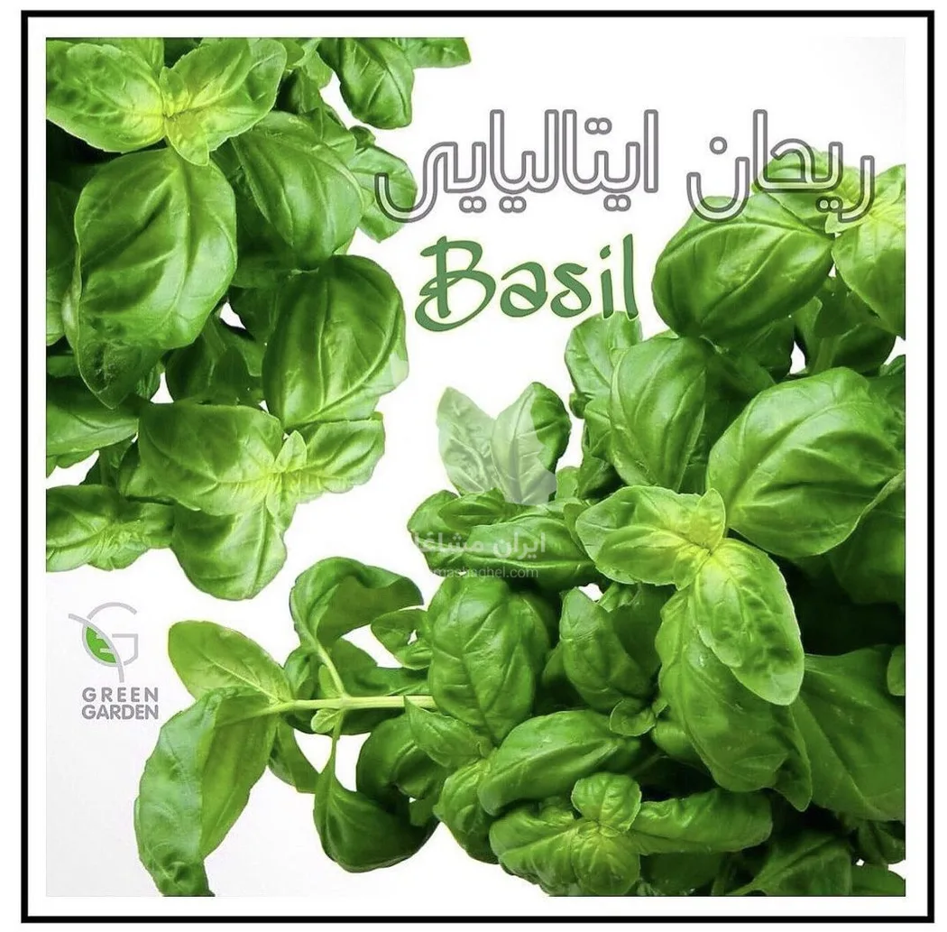تولید و پخش سبزیجات خارجی گرین گاردن در کرج