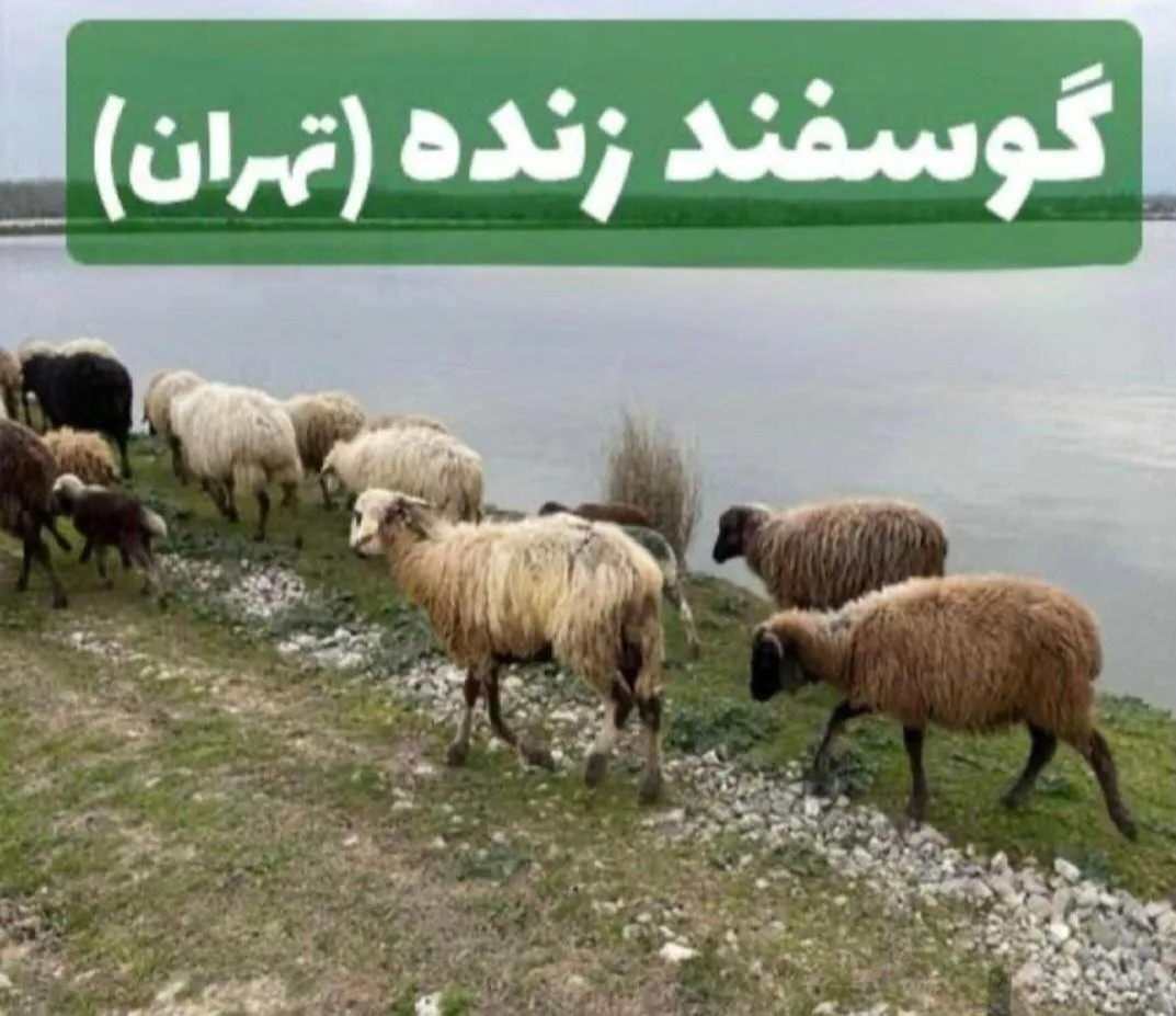 گوسفند دام زنده بهداشتی تهران با قصاب س