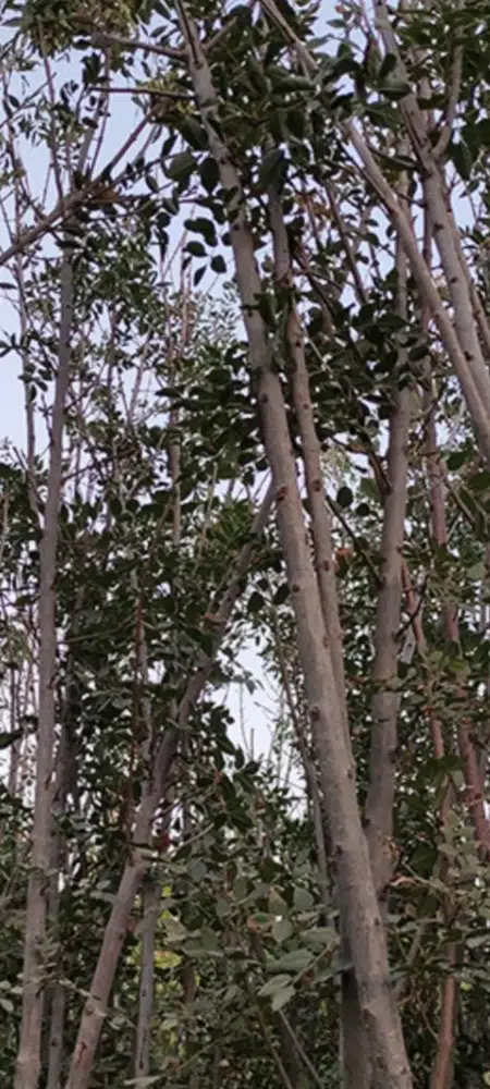 درختچه زبان گنجشک