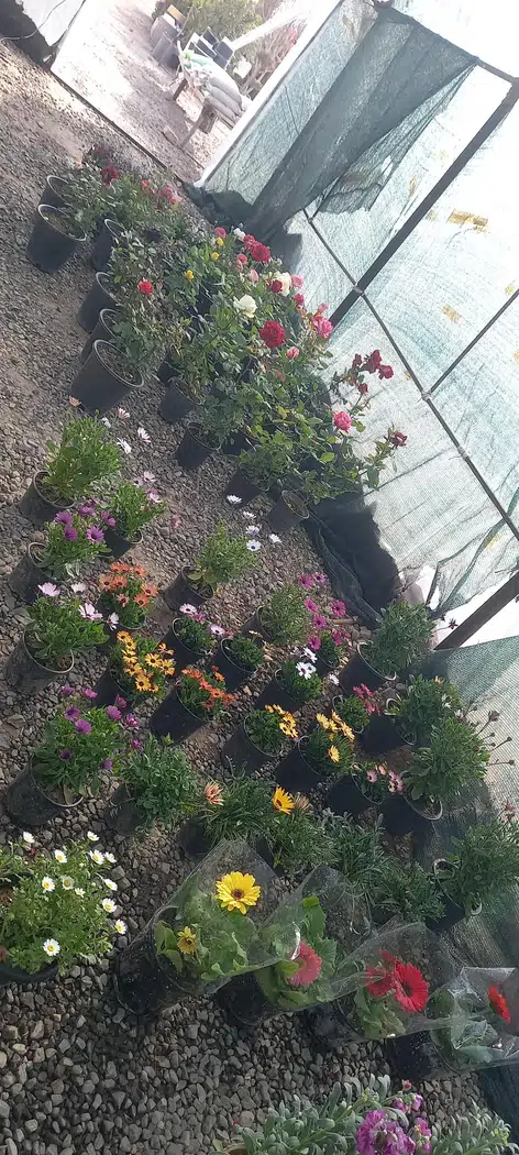 گل فروشی سما