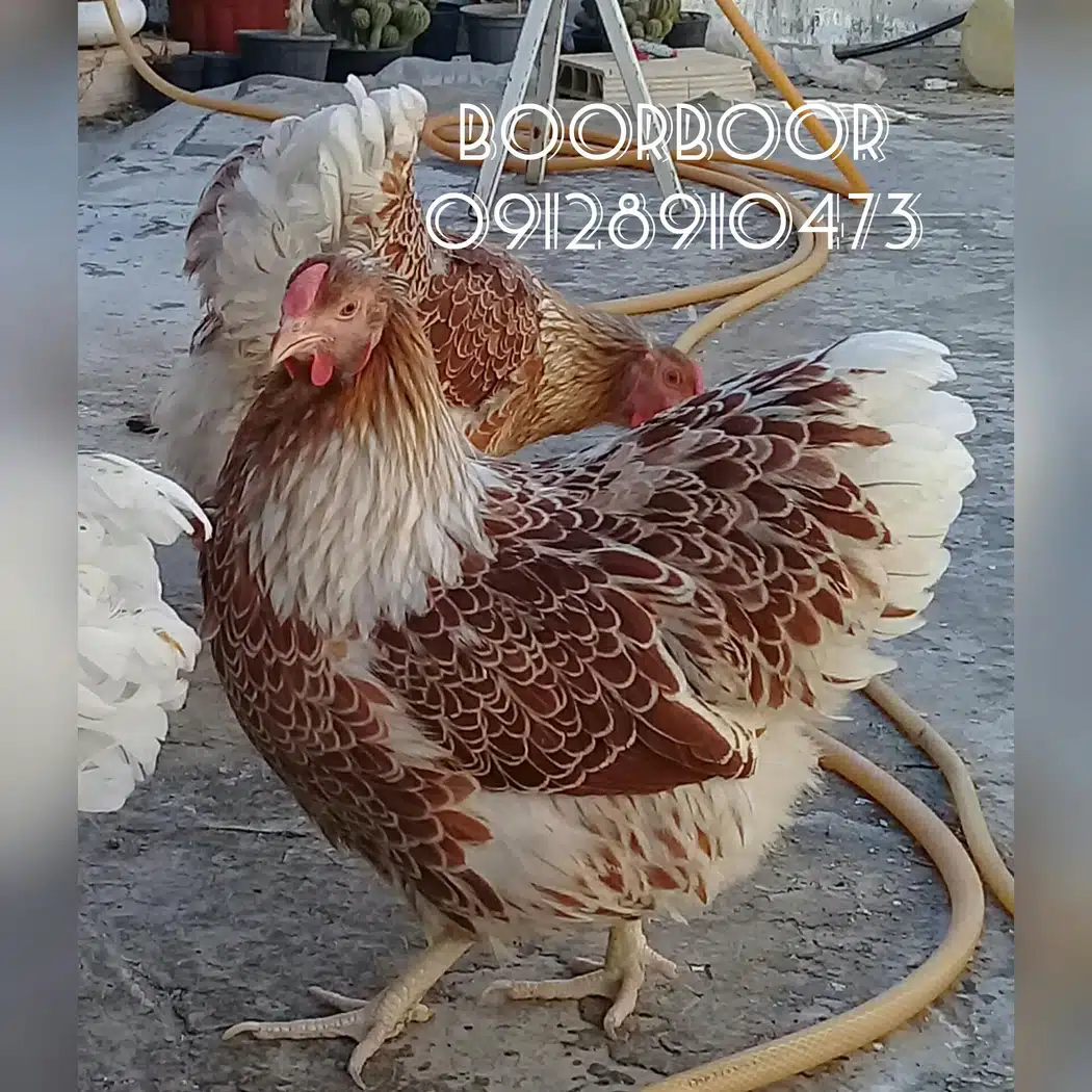 پرنده فروشی بلوار