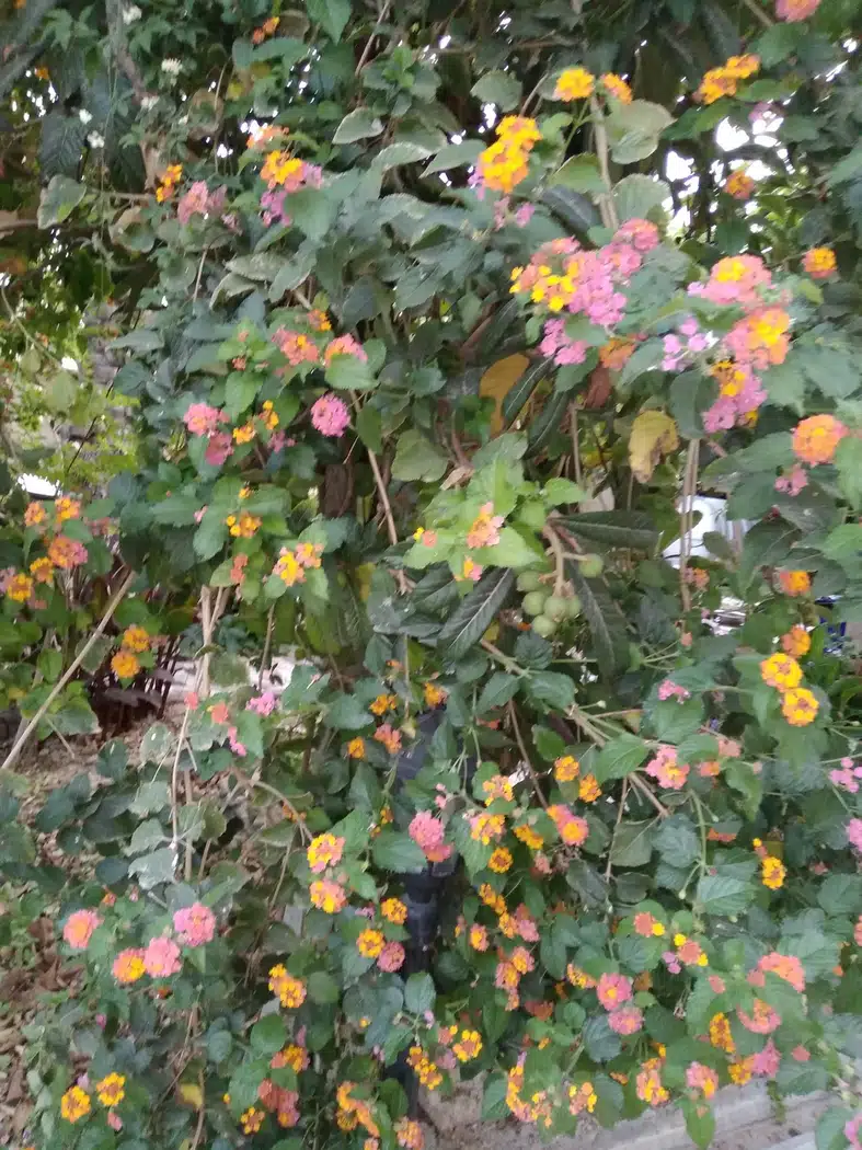 اقامتگاه بوم گردی طارونه