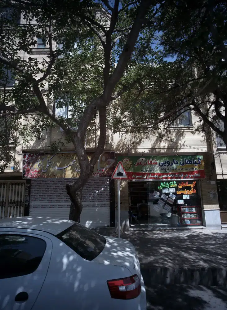 گیاهان دارویی شفابخش